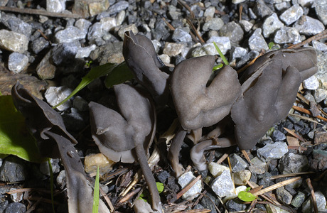 Schwarze Lorchel (Helvella atra ) - © Heinz Prelicz
